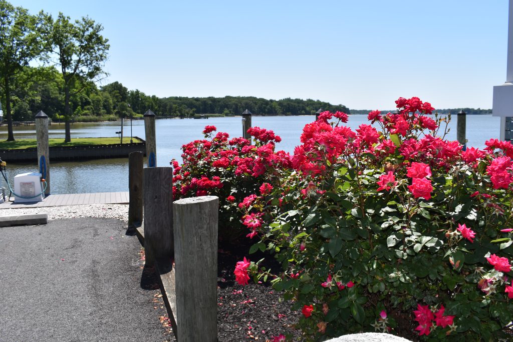 Flowers next to Bohemia Bay Yacht Harbour office